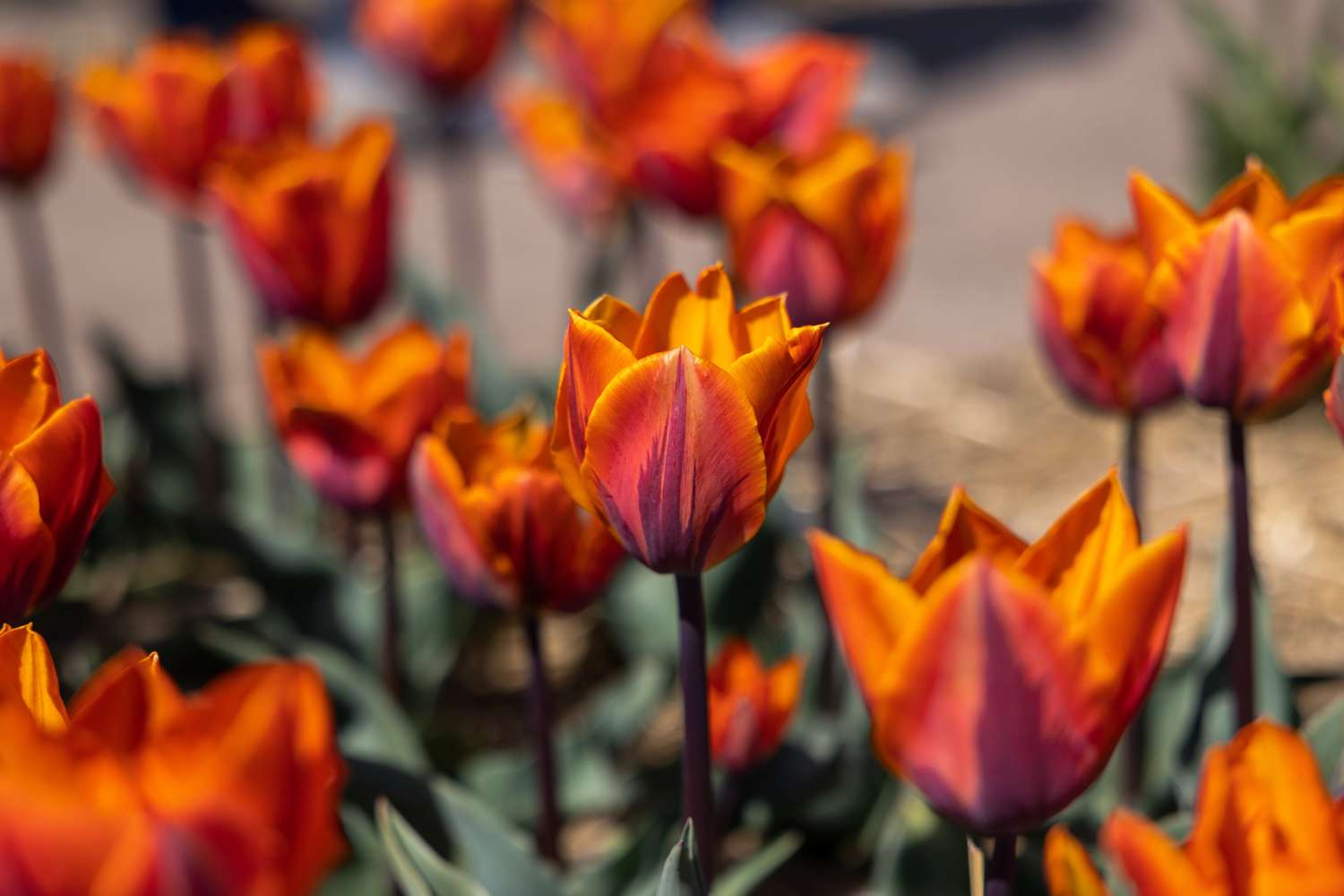 Tulipe 'Princess Irene'